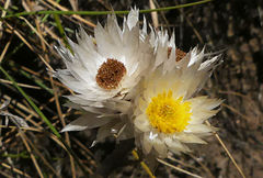 Helichrysum monticola