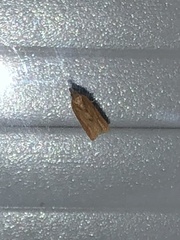 Lepidoptera