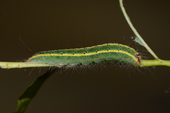 Acronicta connecta