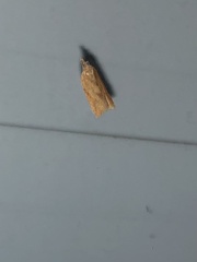 Lepidoptera