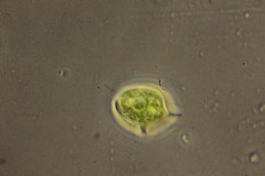 Phacus caudatus