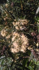 Baccharis punctulata