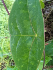 Passiflora megacoriacea