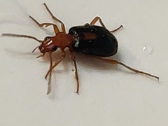 Brachinus sclopeta