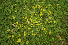Chrysosplenium alternifolium