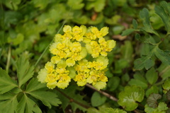 Chrysosplenium alternifolium