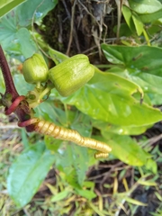 Passiflora megacoriacea
