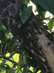 Heraclides anchisiades capys