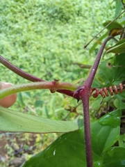 Passiflora megacoriacea