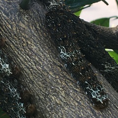 Heraclides anchisiades capys