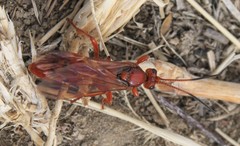 Spilichneumon
