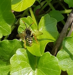 Nomada goodeniana