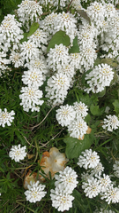 Iberis sempervirens
