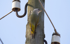 Picus canus