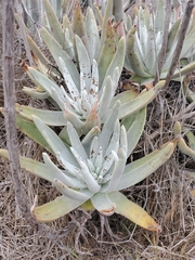 Dudleya virens