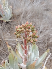 Dudleya virens