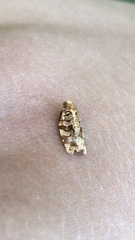 Phaecasiophora niveiguttana