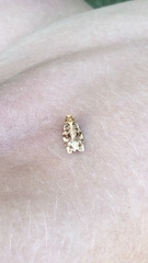 Phaecasiophora niveiguttana