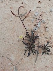 Brassica repanda saxatilis