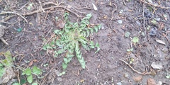 Taraxacum officinale