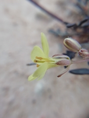 Brassica repanda saxatilis