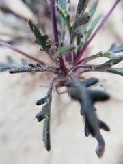 Brassica repanda saxatilis