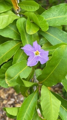 Solanum conocarpum