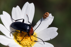 Heliotaurus ruficollis