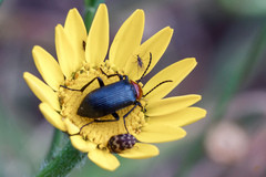 Heliotaurus ruficollis