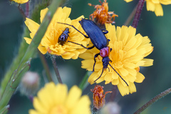Heliotaurus ruficollis