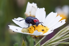 Heliotaurus ruficollis