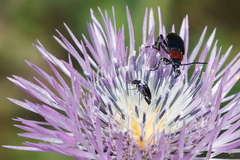 Heliotaurus ruficollis