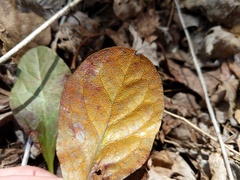 Rossmanomyces pyrolae