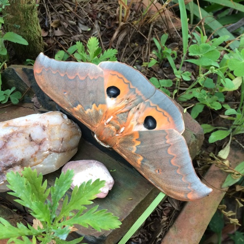 Cat's-paw Emperor