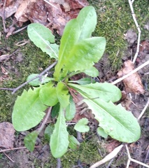 Taraxacum officinale