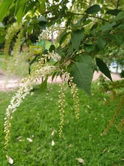 Ledenbergia seguierioides