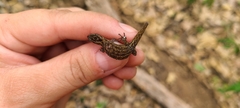 Sphaerodactylus grandisquamis
