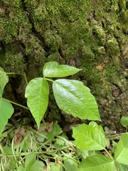 Toxicodendron radicans