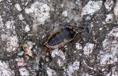 Ectobius sylvestris
