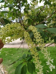 Ledenbergia seguierioides