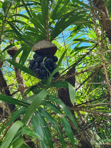 Image of Bactris guineensis by (c) Anthony Batista, some rights reserved (CC BY)