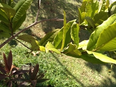 Myrtaceae