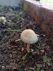 Fungi