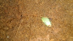 Panchlora thalassina