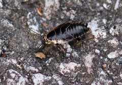 Ectobius sylvestris
