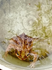 Rhinella horribilis