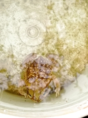 Rhinella horribilis
