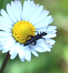 Oedemera atrata