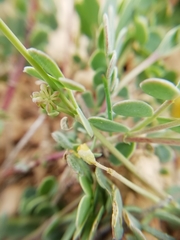 Coronilla minima lotoides