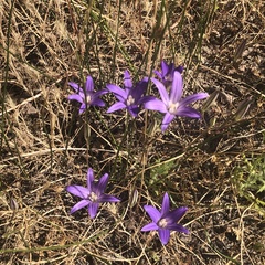 Brodiaea coronaria